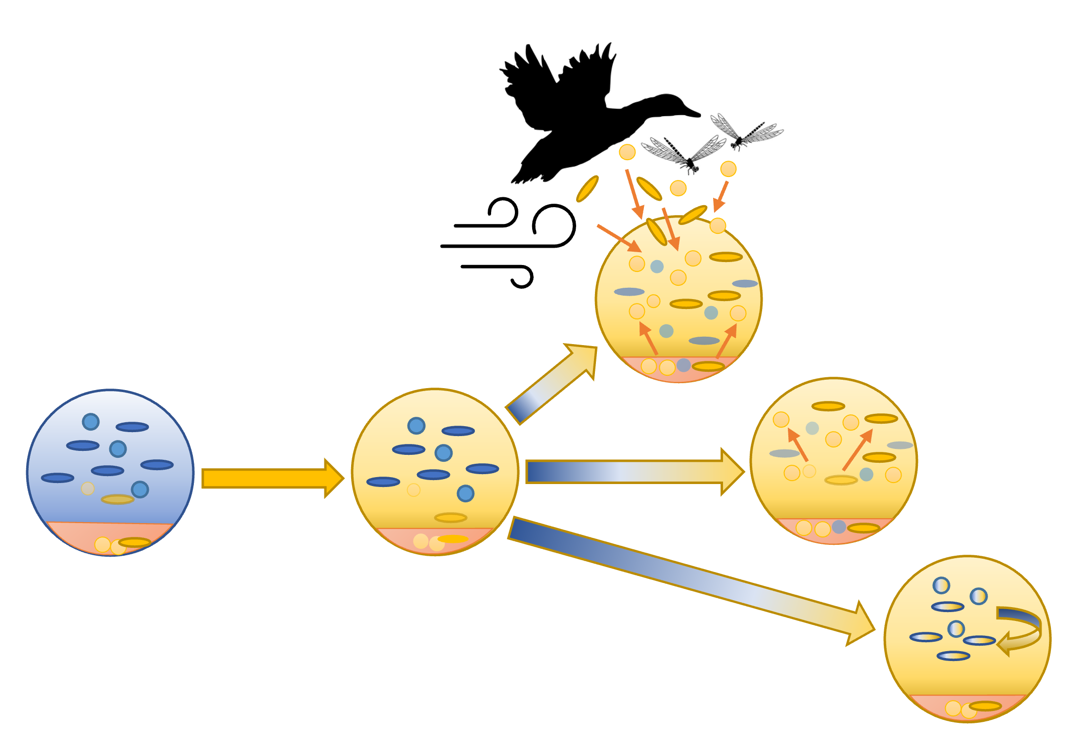 Adaptation strategies in aquatic microbial communities