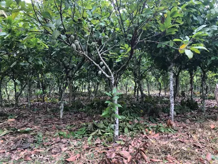 Cocoa trees