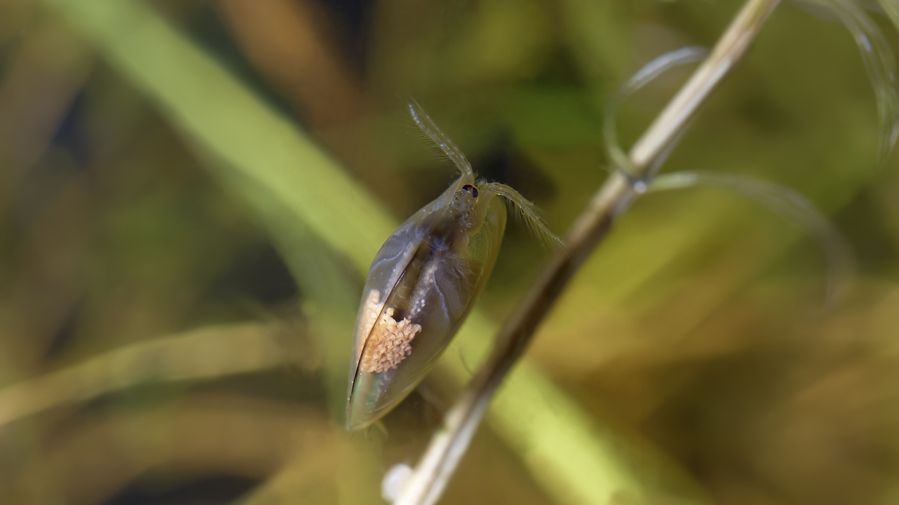 En liten hinnkräfta i närbild sitter på ett smalt växtstrå under vatten. Kroppen är genomskinlig och äggformad, med inre organ svagt synliga. I den nedre delen av kroppen syns en tydlig klump av ljusorange ägg. Framtill finns två långa, fjäderlika antenner riktade uppåt. Bakgrunden består av suddiga undervattensväxter i gröna och gula toner. Foto