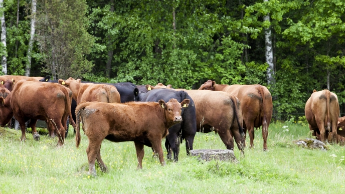Picture of grazing cows.