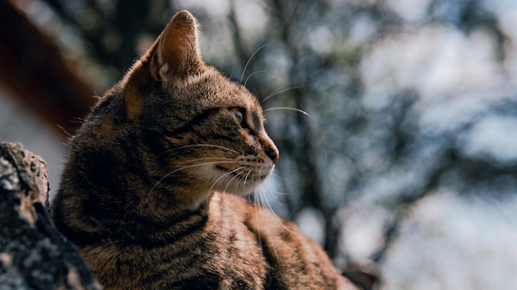 Utekatt