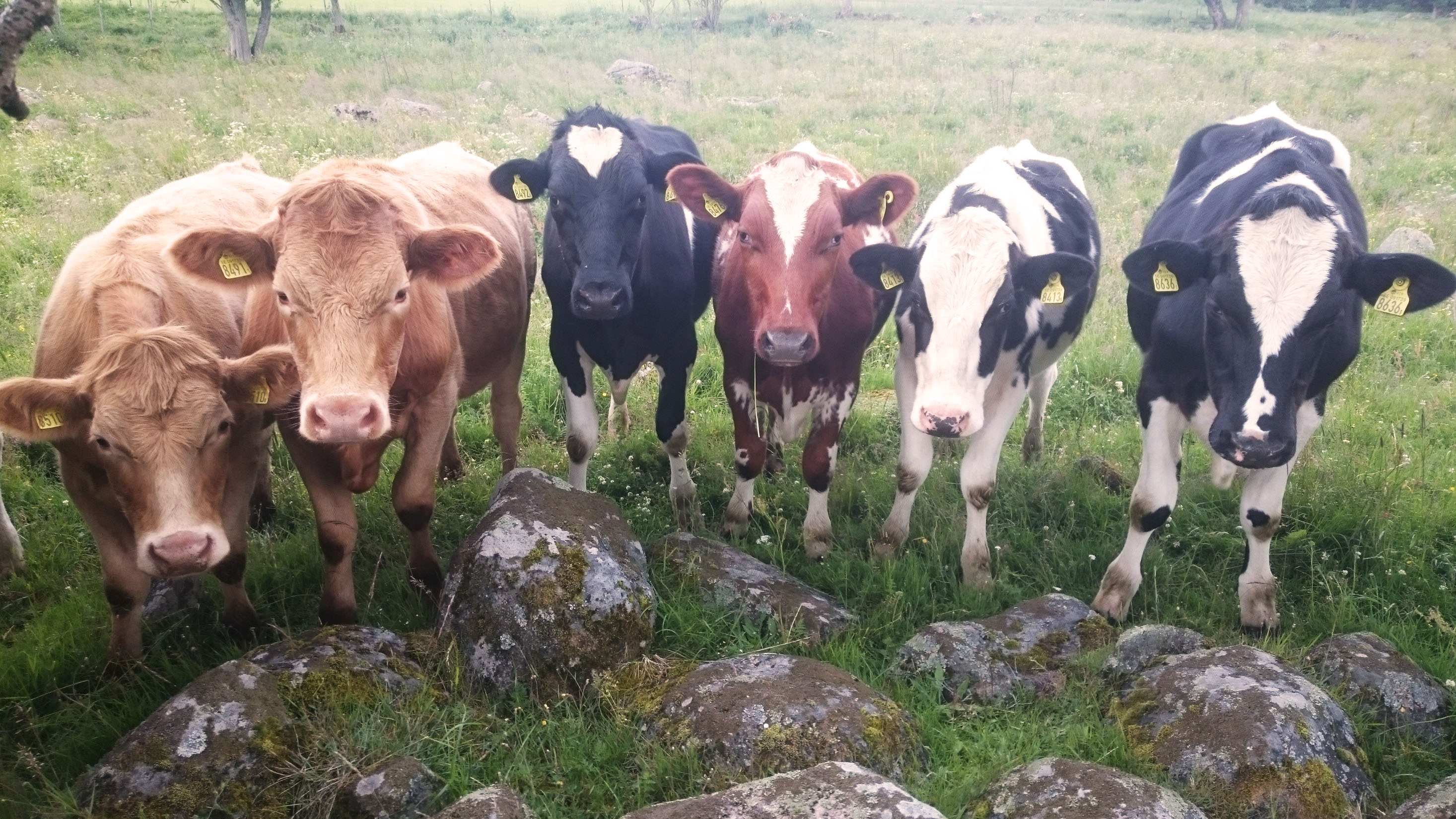 Mjölkrasstutar i en hage. Foto.