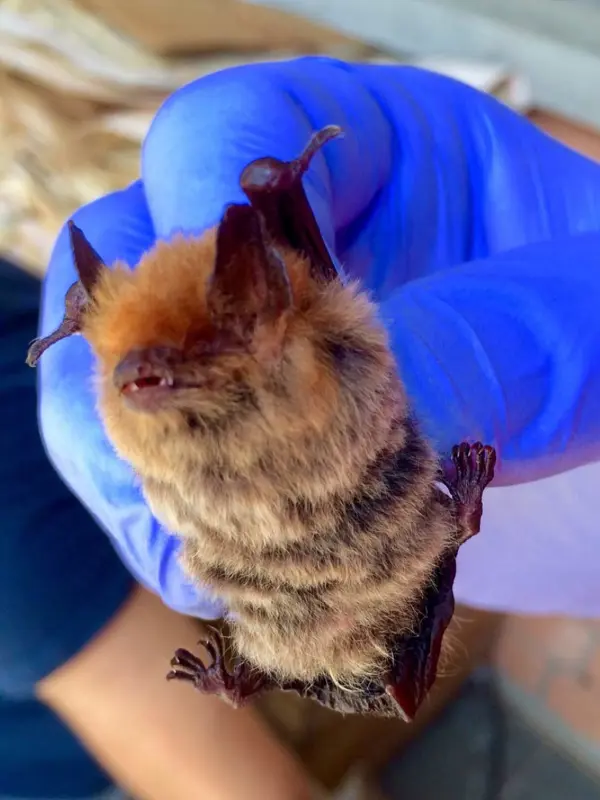 A bat is gently held in a blue protective glove.