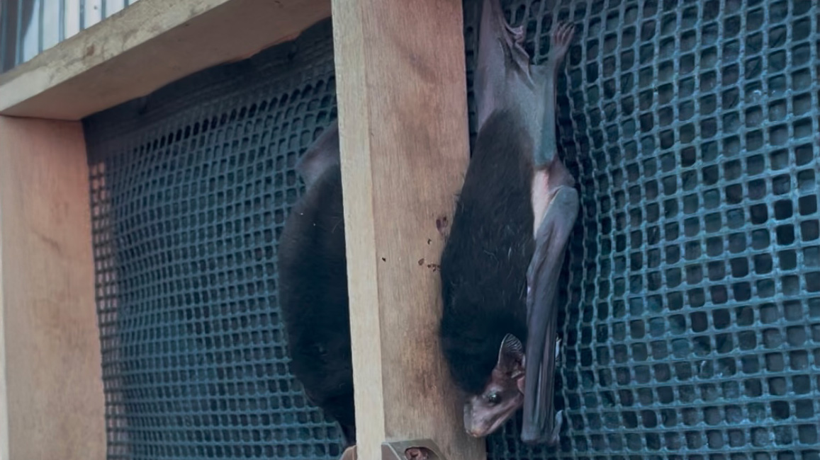 Två fladdermöss hänger upp och ner på en träkonstruktion framför ett metallnät.