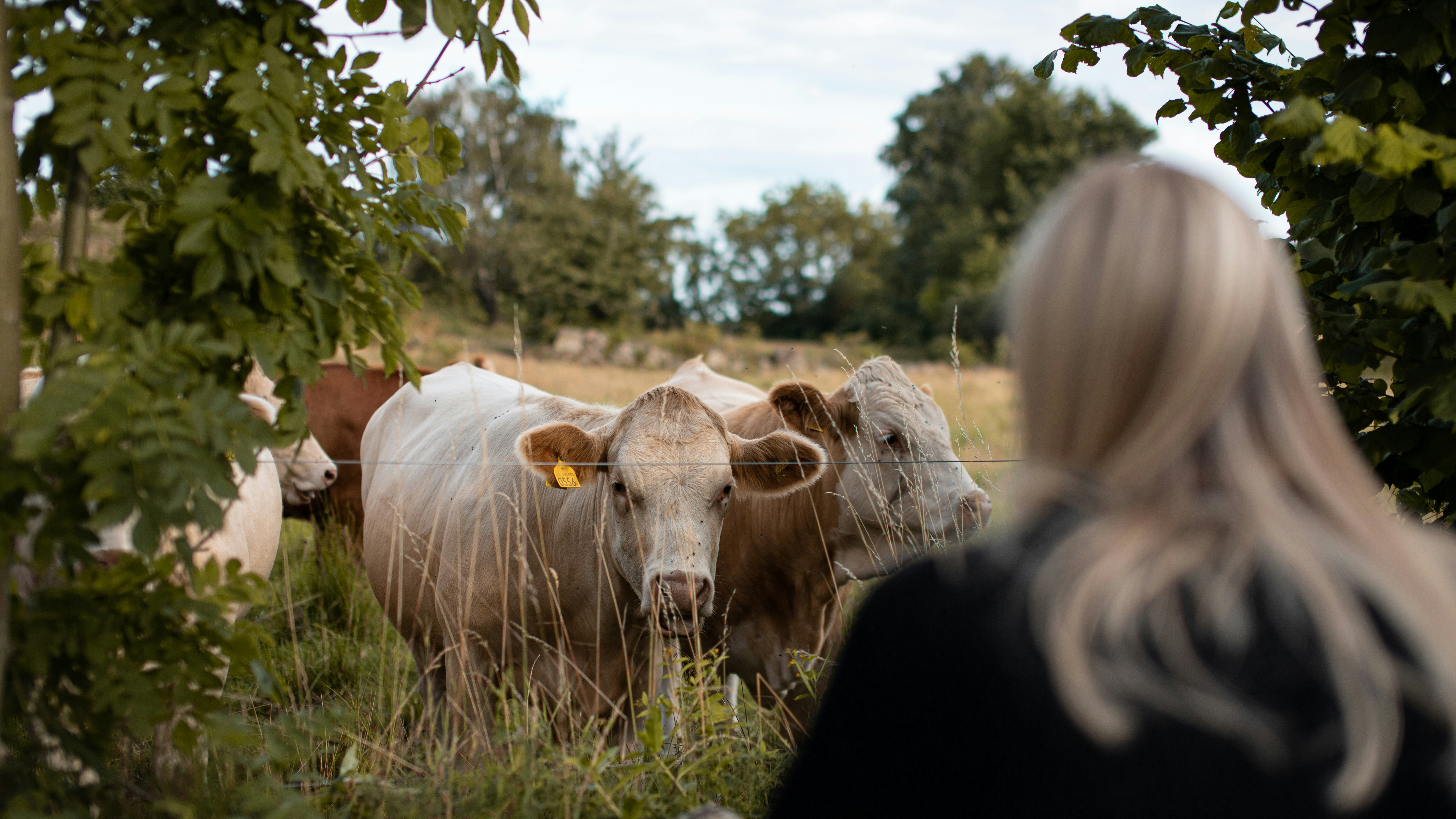 There are a few livestock in a pasture, and a woman is standing with her back to the camera, looking at the animals. She is wearing a black sweater and has long, light-colored hair.