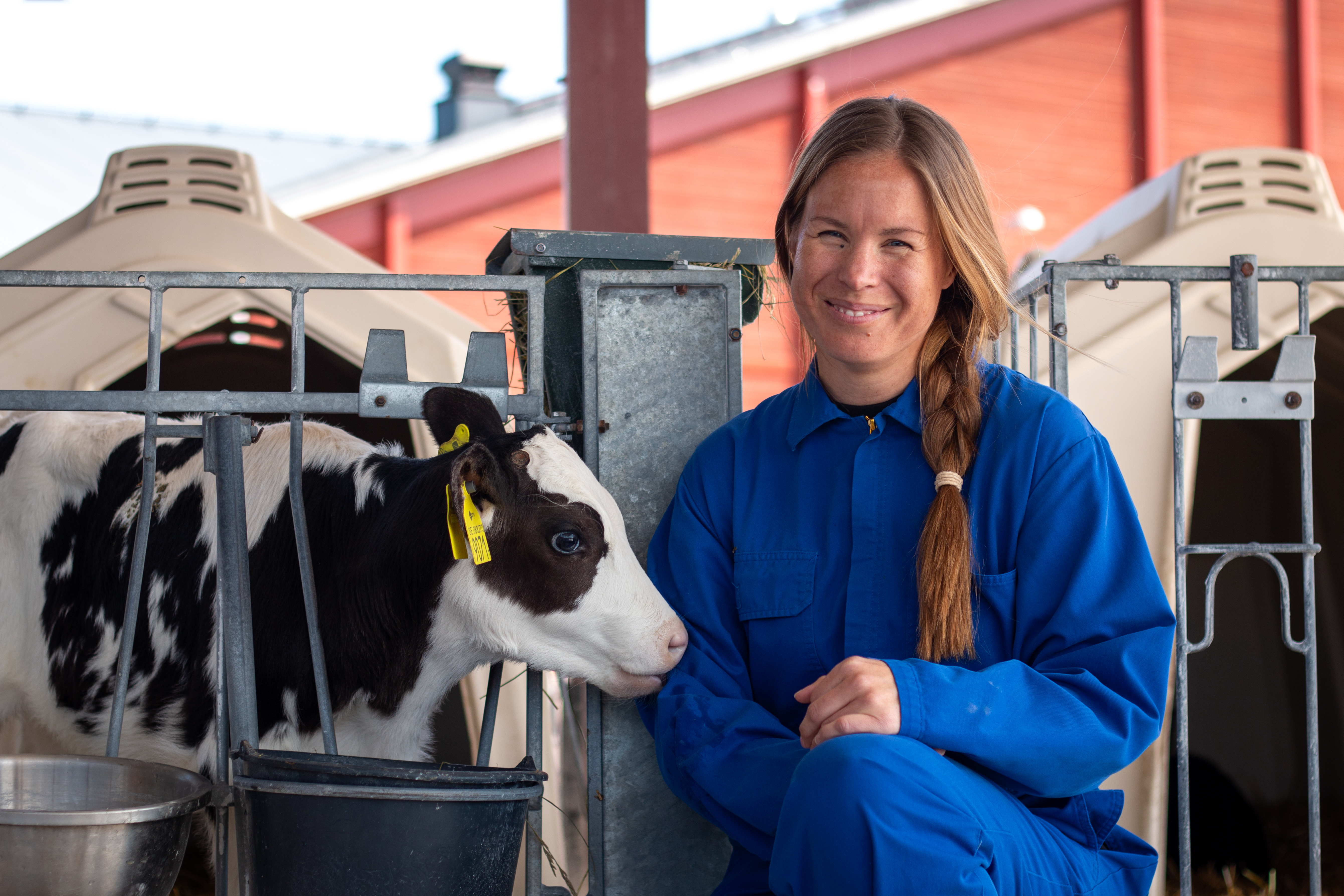 Foto av en kvinna (Victoria Ekenberg, SLU) tillsammans med en kalv utomhus.