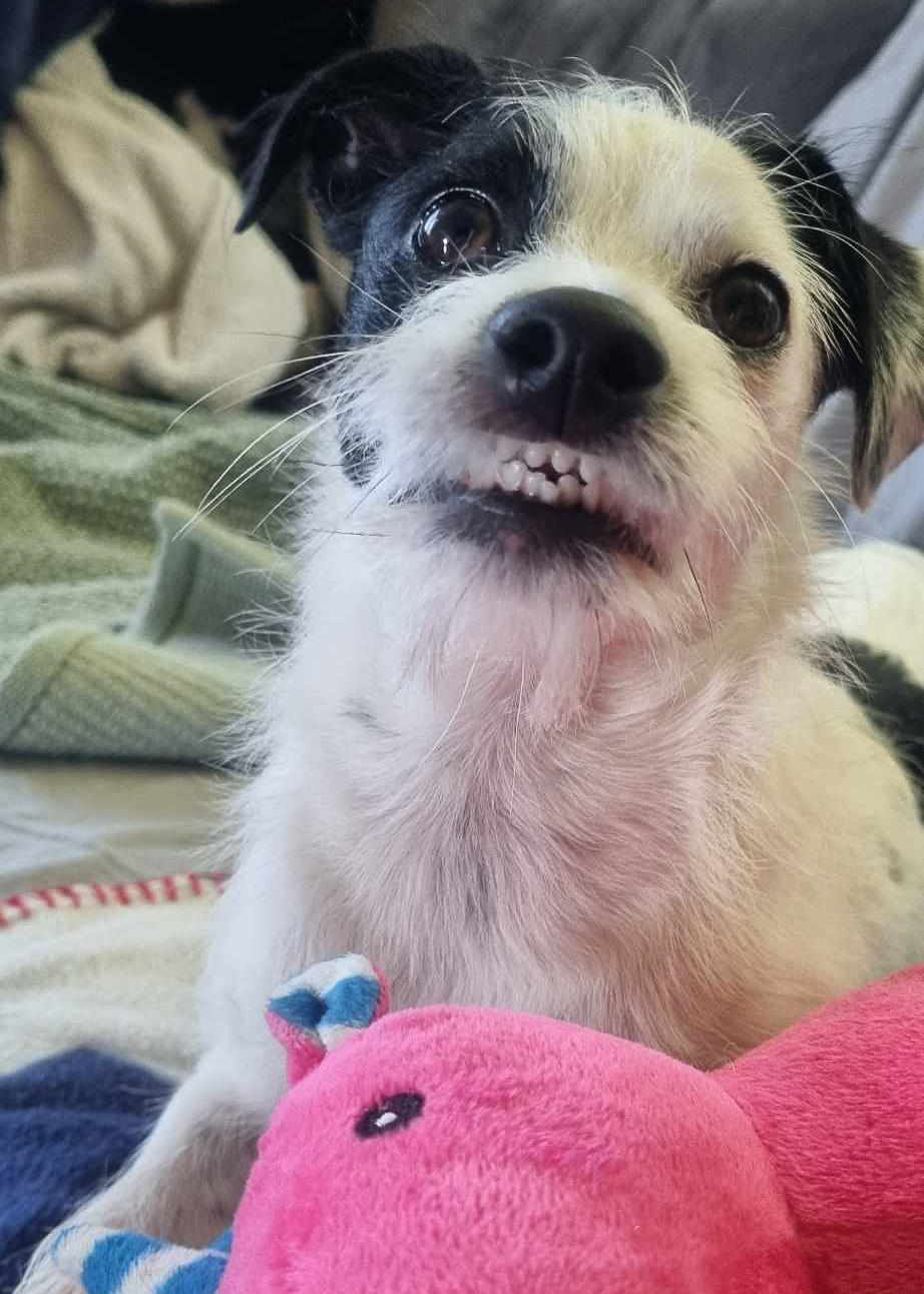 Dog showing its teeth