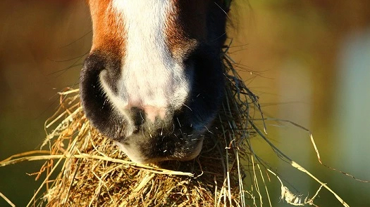 Photo of a horse muzzle eating hay. 