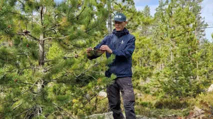 Analytiker i skogen för diagnostik av sjukdom. Foto.