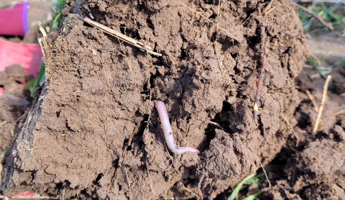 En mask slingrar sig ut ur en jordklump.