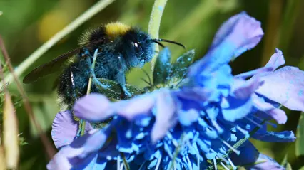 Bumblebee visits blue flower