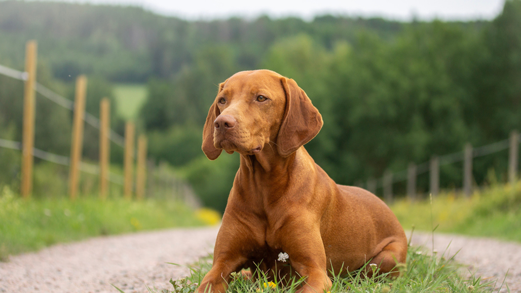 Hund med ljusbrun päls som ligger ned på en gräsplätt. I bakgrunden syns gröna träd och beteshagar.