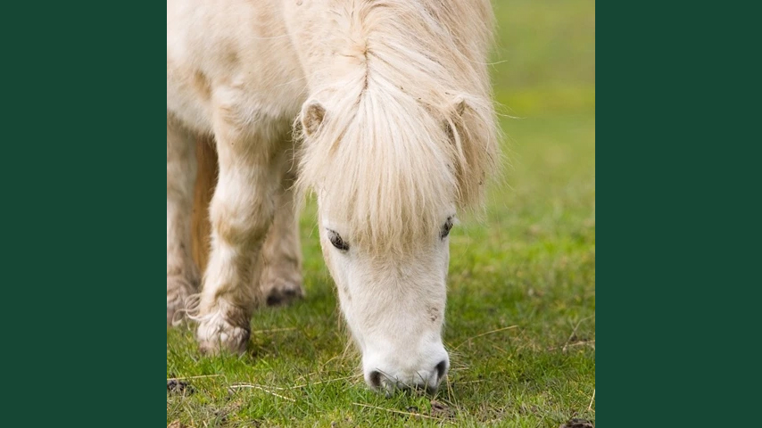 Foto av en ljus shetlandsponny utomhus i gräshage.