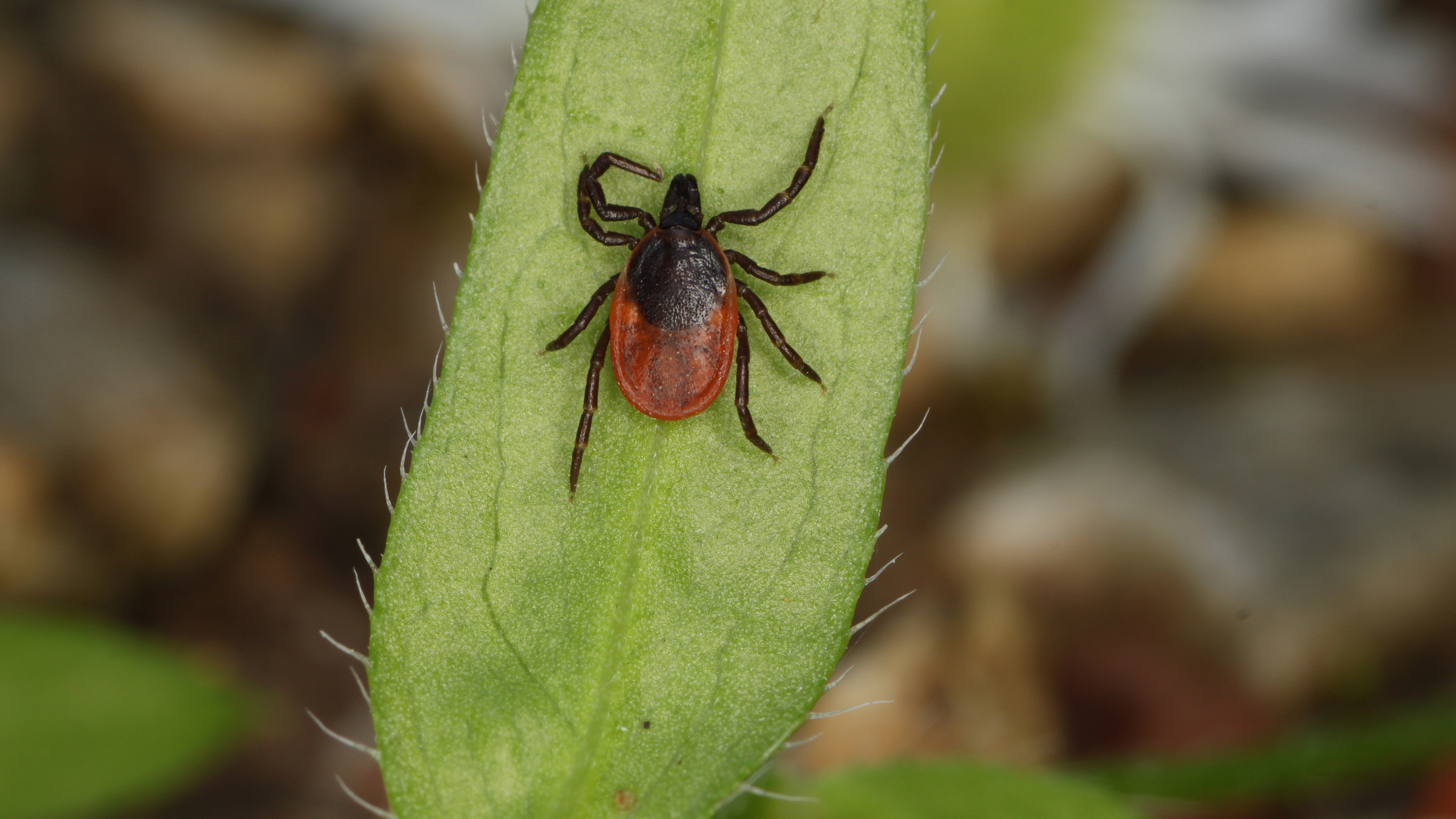 A tick on a green leaf. Photo.
