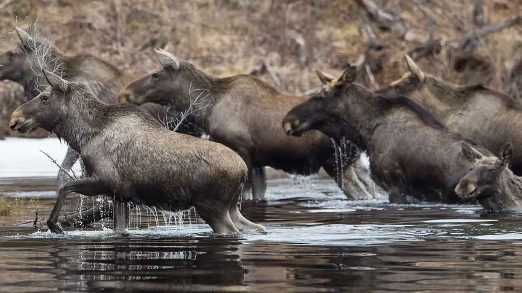 Älgar på väg upp ur vattnet.