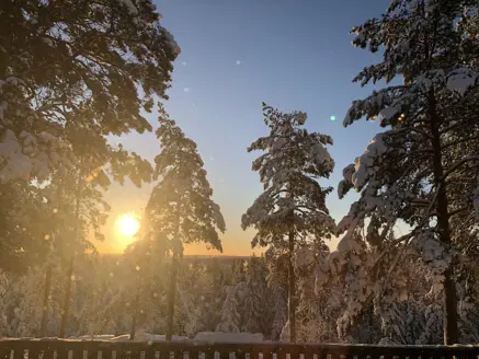 Nordic forest