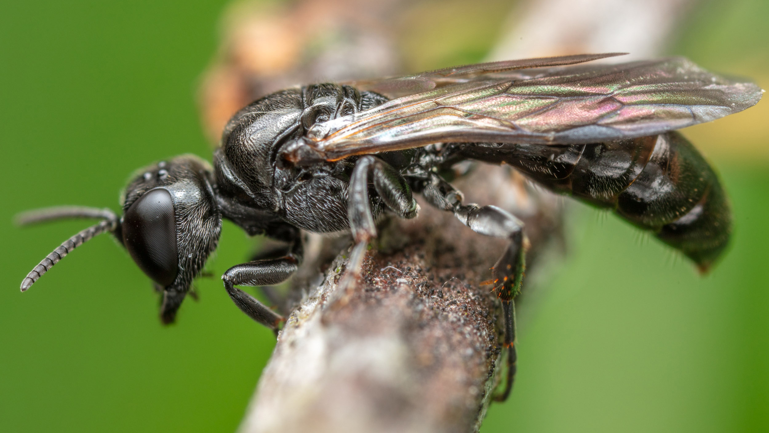 Svart stekel med genomskinliga, färgskimrande vingar sitter på gren. Foto