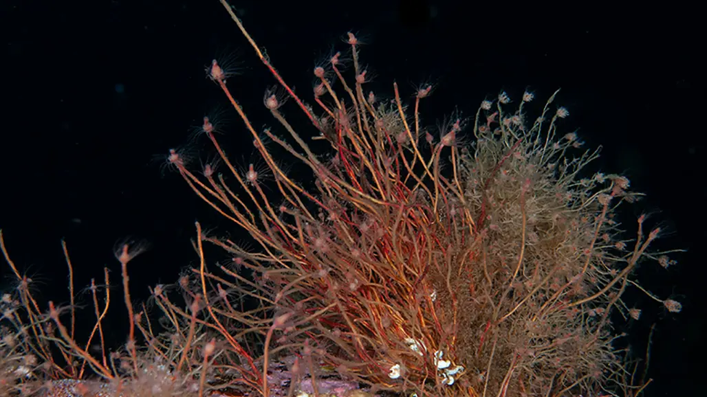 Buskliknande grupp av grenlika organismer  på sten under vatten. Foto