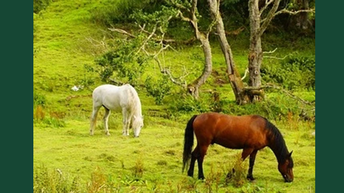 Foto av hästar utomhus på bete i gräshage.
