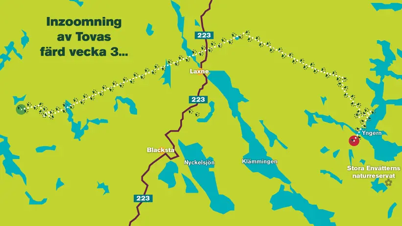 Stiliserad karta över del av mellansverige som visar ett lodjurs färdväg under en vecka i september. Illustration.