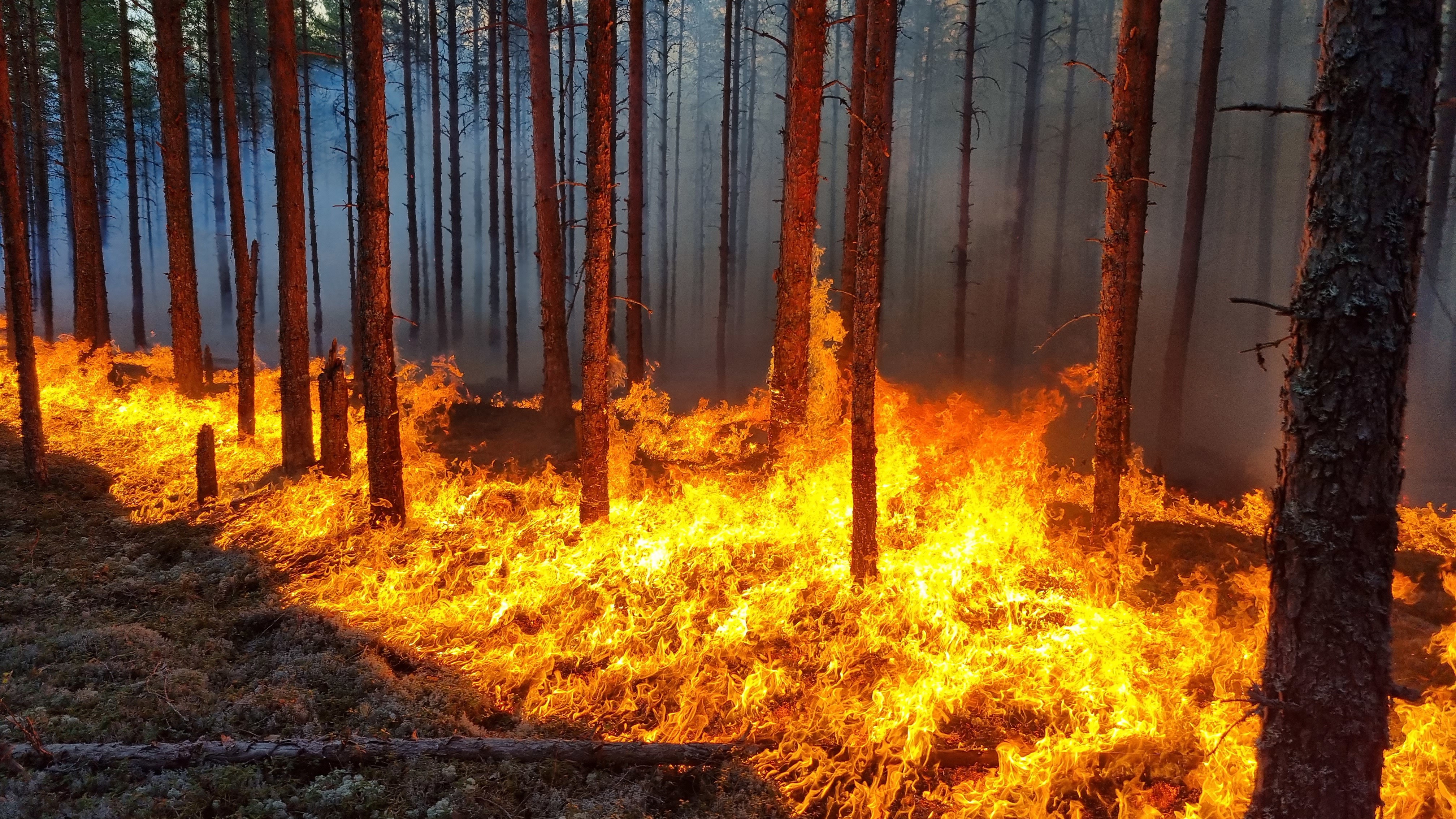 Portrait photo of Anders Granström