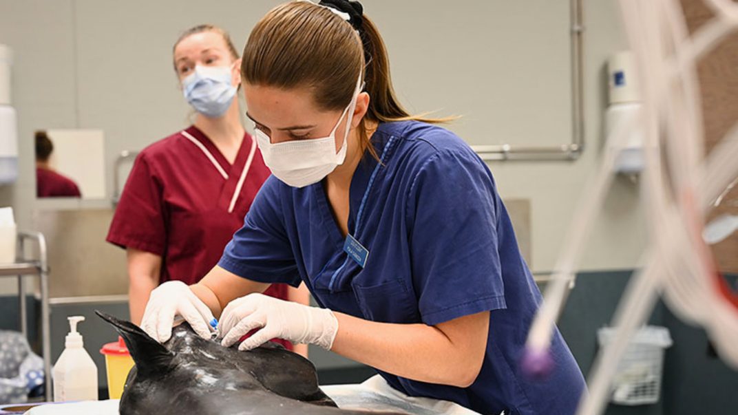 Person wearing blue medical clothing and a face mask examining a horse.