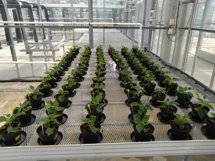 Precision supply of phosphorus in potted crops – resource efficiency and growth regulation