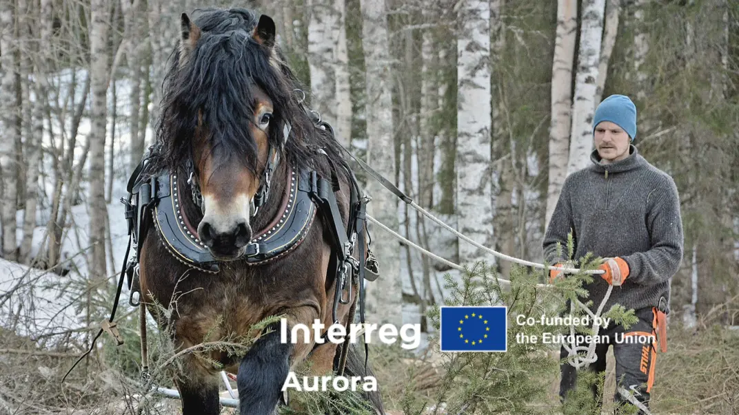 Reggae-project image with horse and driver