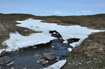 A mountain stream in Ammarnäs, Sweden (photo taken by Danny C. P. Lau)