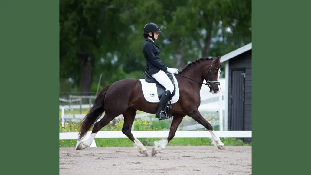 Photo of horse and rider team competing in dressage in an outdoor arena.