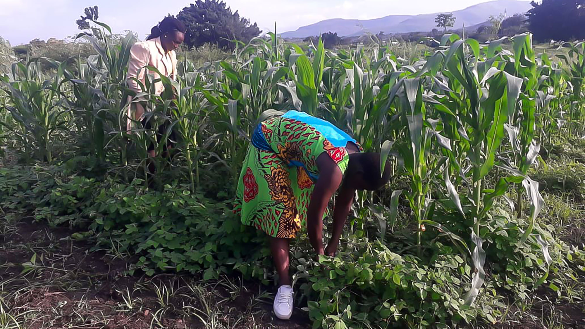 Två kvinnor i ett majsfält. Foto.