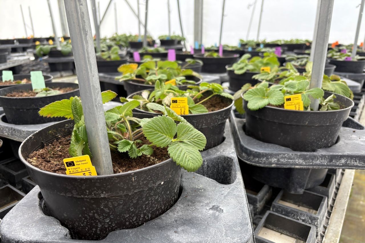 Jordgubbsplantor odlade i svarta plastkrukor står i långa rader i ett växthus. 