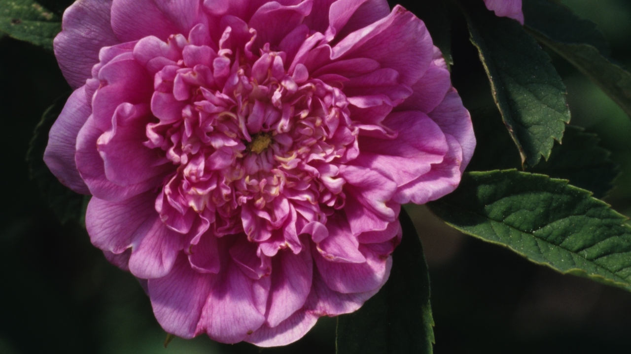 Foto av Grönt kulturarv®s foecundissima-rosen 'Lövhult'. Fotot visar en stor fylld rosa blomma med små blomblad i mitten som längre ut blir allt större. I mitten ses gula pistiller som en gul knapp. Runt om finns gröna långsmala blad.