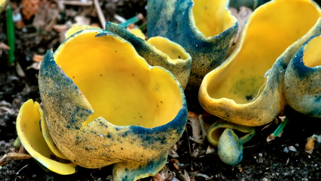 Gul, skålformad svamp med fläckar i grupp av likadana svampar. Foto