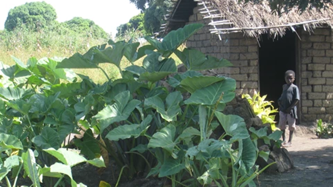 A garden outside a stone house.