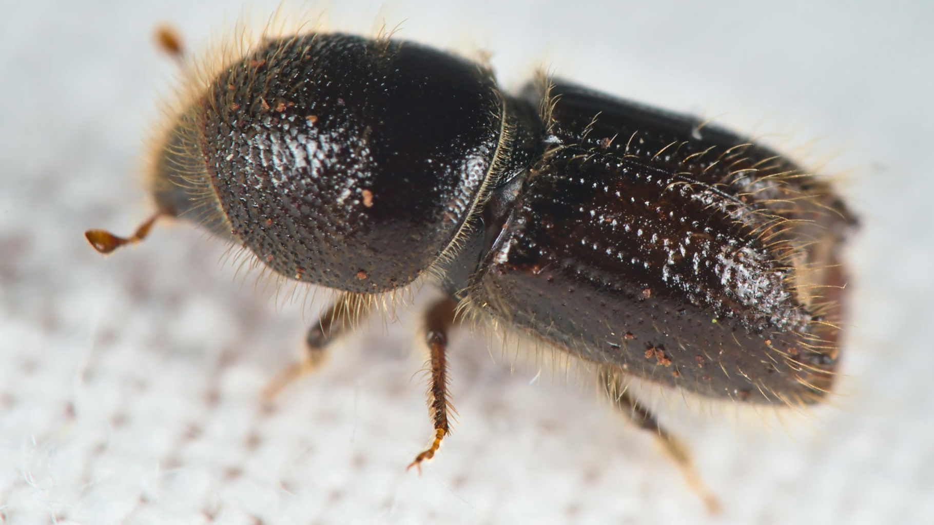 En liten mörk skalbagge.