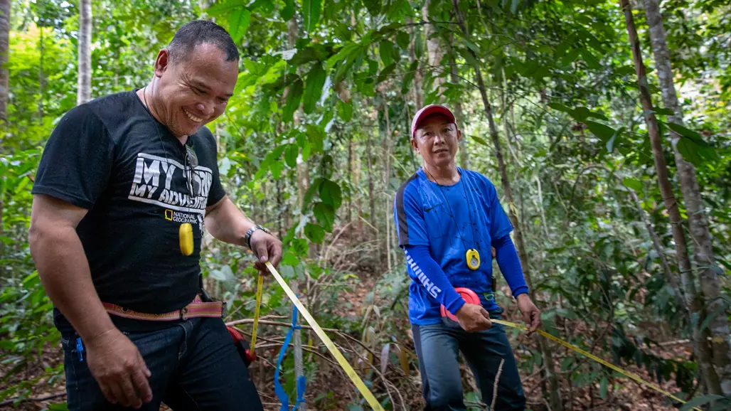 Field work in a forest; two men holding a tape measure.