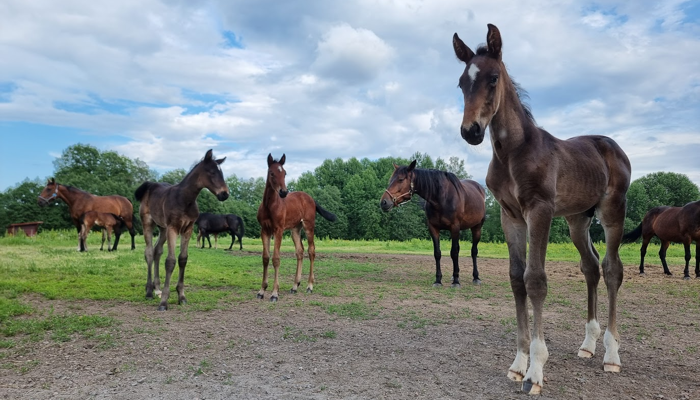 Flera föl i en hage