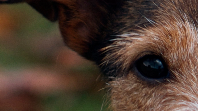 Foto av hund av typen terrier.