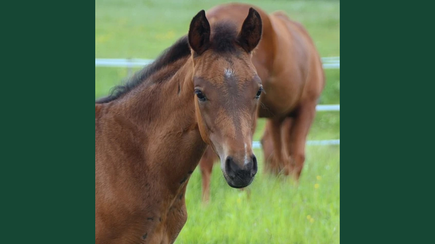 Foto av ett brunt föl som tittar upp i en gräshage med mammahästen betande i bakgrunden.