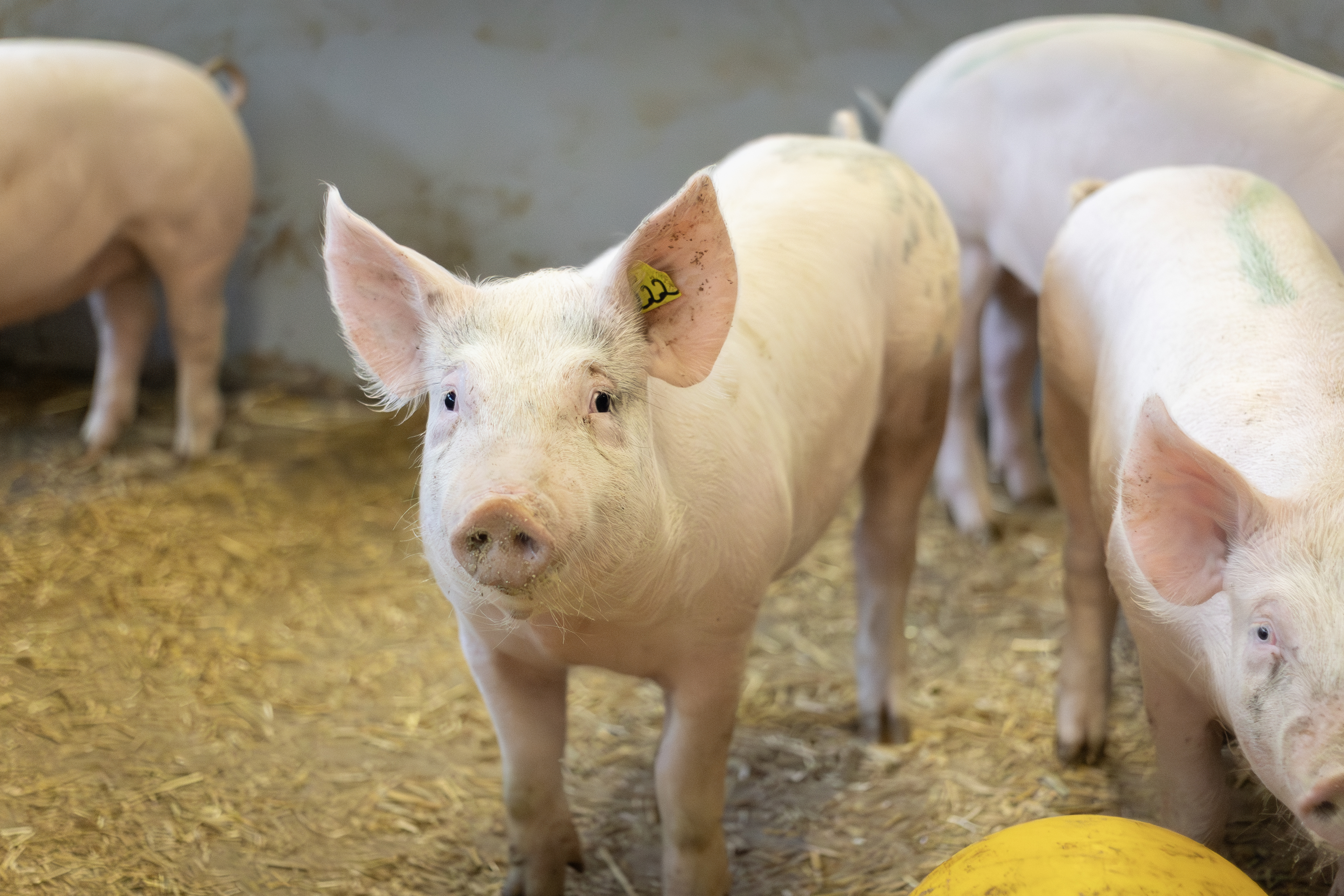 Photo of pigs kept indoors in a group.