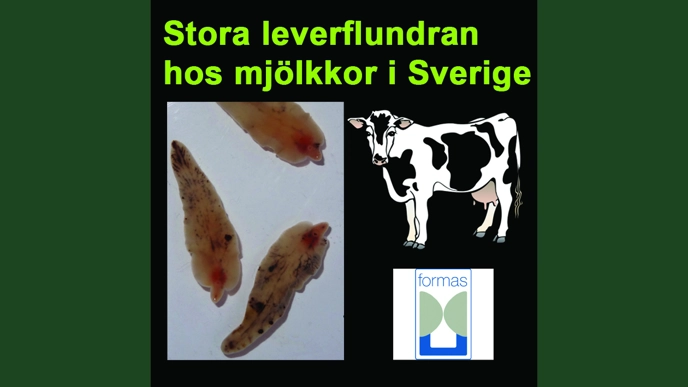 Illustration of research project on liver fluke in cows.
