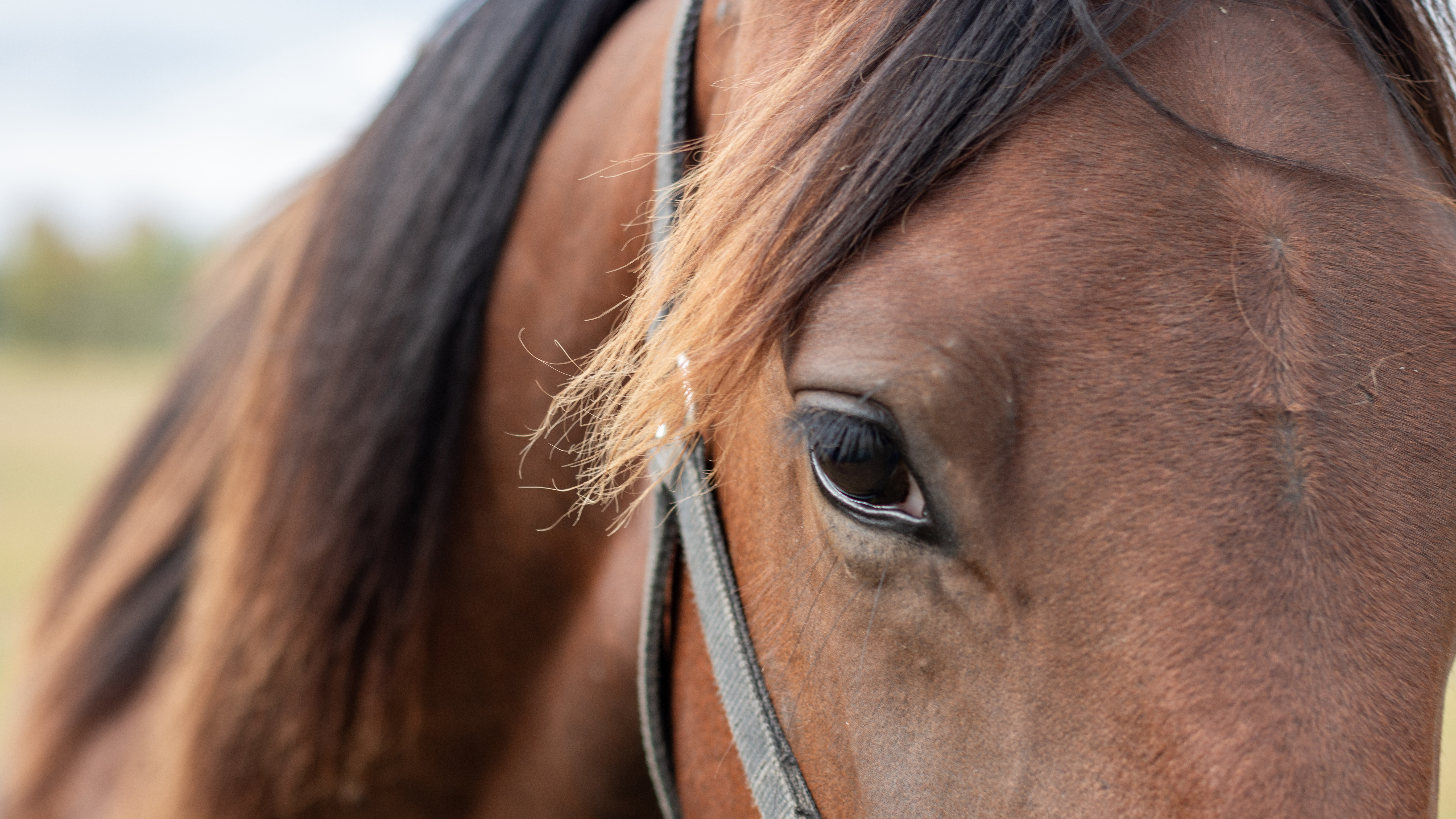 Close-up picture of the face of a trotting horse.
