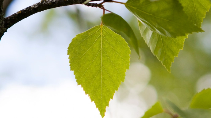 leaf of a tree