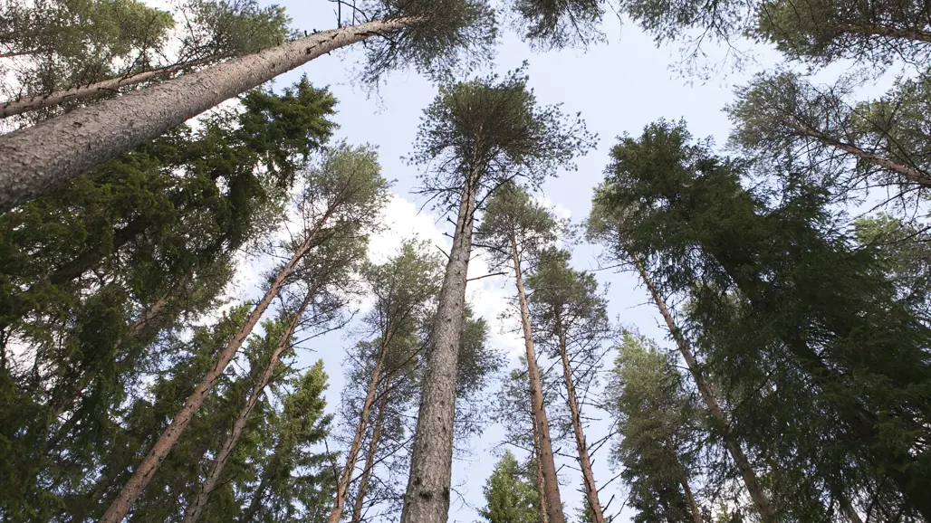 View from below of tall pine trees in a forest.