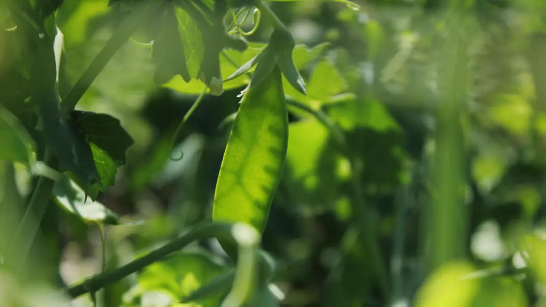 Growing pea pod.