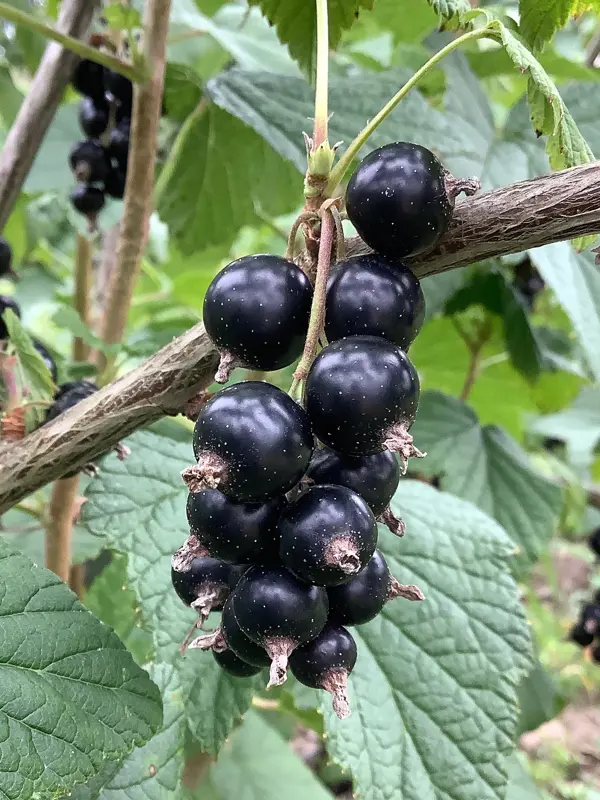 Svarta vinbär