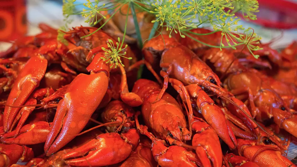 Kräftor och dill. Foto.