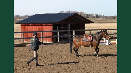Foto av en människa som longerar en häst med ridutrustning i en utomhusarena.