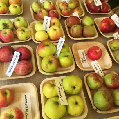 Flera olika sorters äpplen ligger i lådor med sortnamn. Foto Inger Hjalmarsson. 